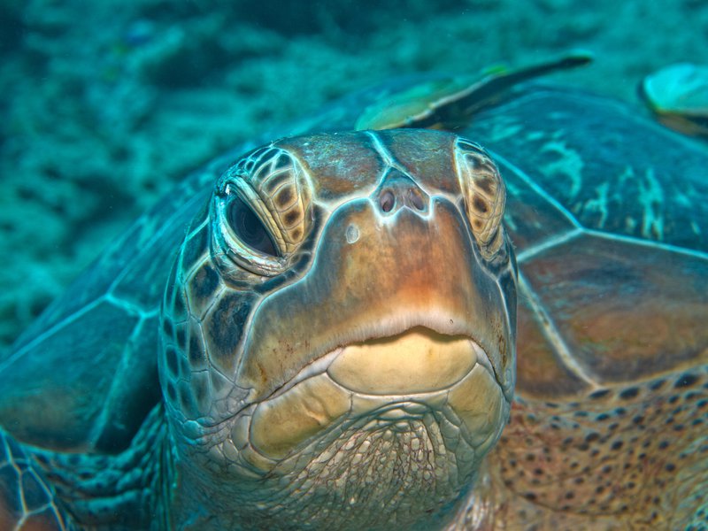 Remora, Turtle, Shark Point